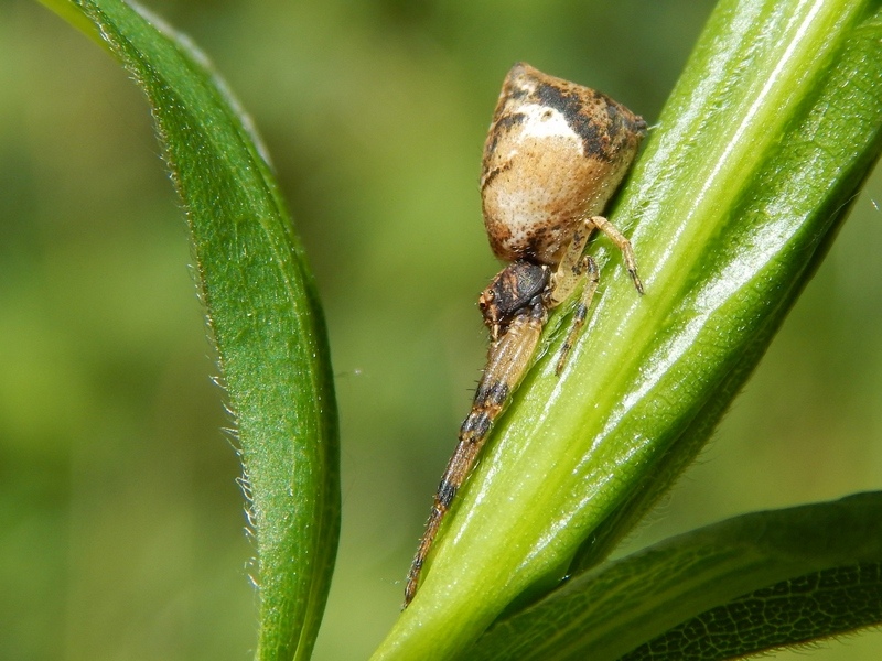 Tmarus sp. con acaro parassita - Pontevecchio di Magenta (MI